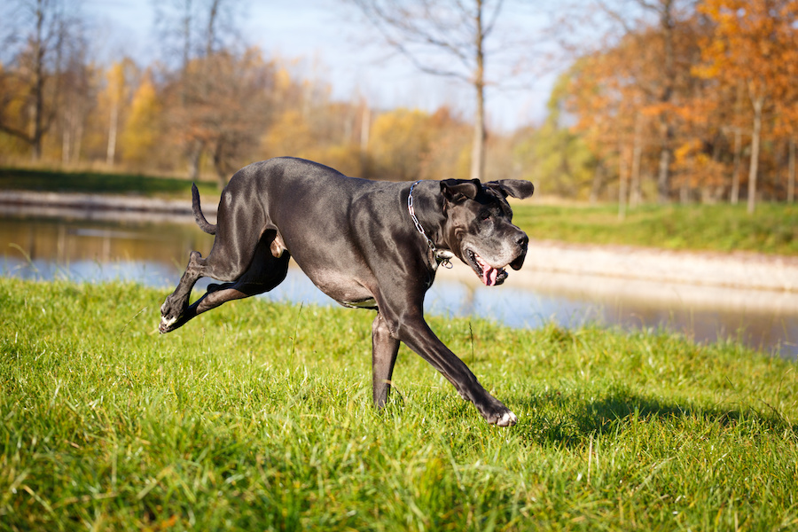 Coping with Hip Dysplasia in Dogs 